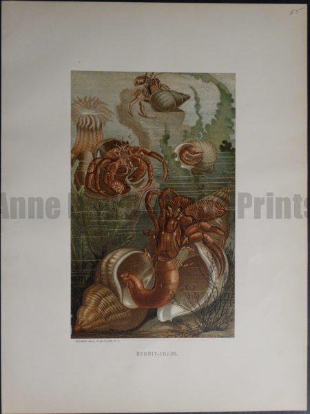 Hermit-Crabs. 1885. $85.