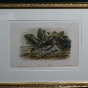 Audubon Black-Tailed Hare, c.1849-1855. $375.