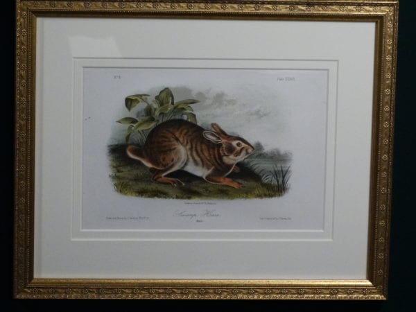 Audubon Swamp Hare, c.1849-1855. $375.