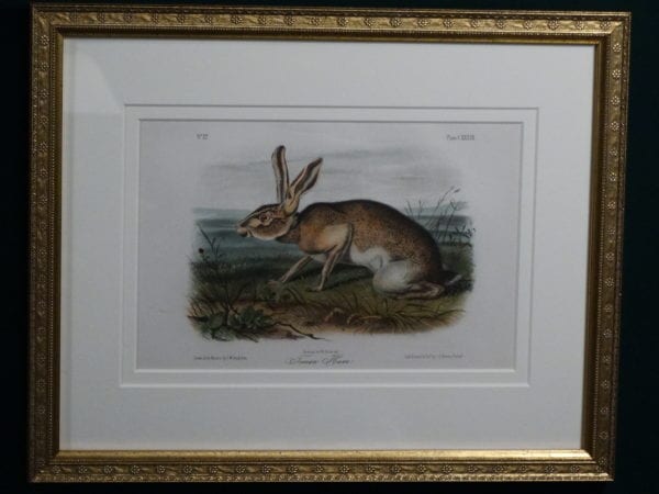 Audubon Texian Hare Framed, c.1849-1855. $375.