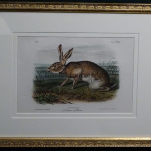 Audubon Texian Hare Framed, c.1849-1855. $375.