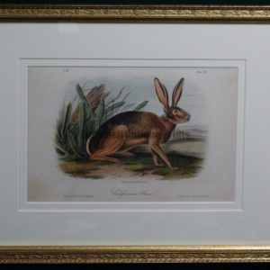 Audubon Californian Hare, c.1849-1855. $375.