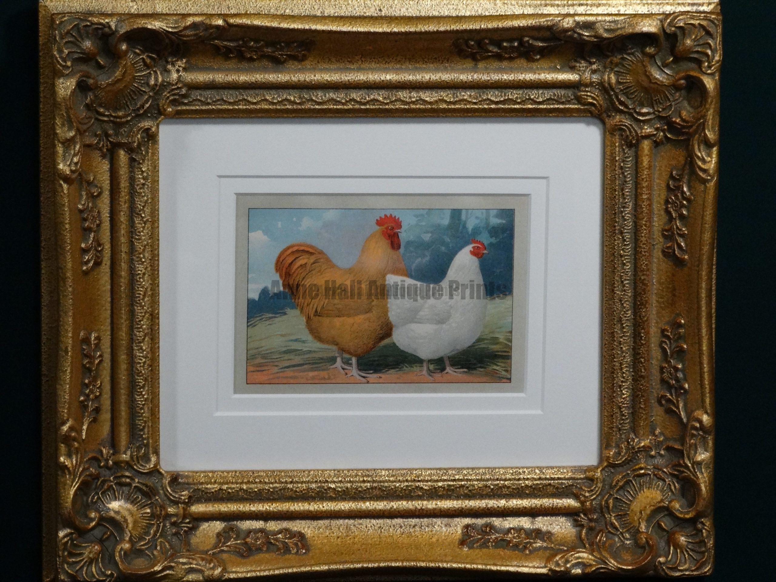 Chickens Vintage Chromolithograph Framed