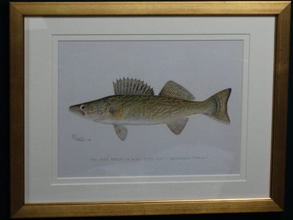 Framed antique lithograph, Sherman Foote Denton Fish Pike Perch, c.1896-1906. $165.
