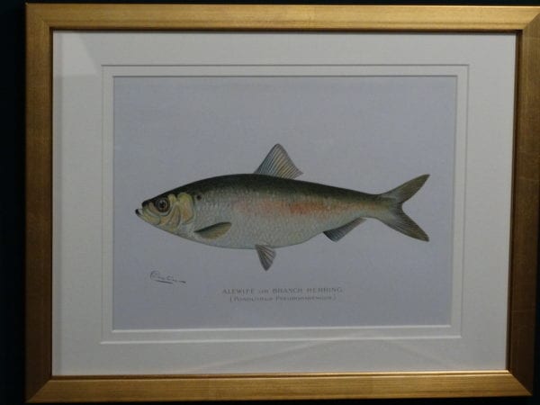 Framed antique lithograph, Sherman Foote Denton Alewife, c.1896-1906. $165.
