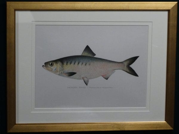 Framed antique lithograph, Sherman Foote Denton Hickory Shad, c.1896-1906.