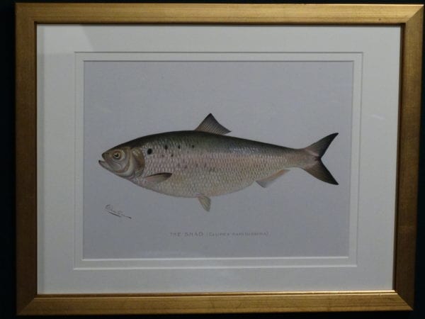 Framed antique lithograph, Sherman Foote Denton Shad, c.1896-1906. $165.