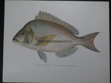 Denton Fish Print of Scup Porgy
