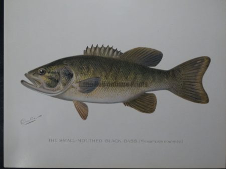 Denton Fish Print of the Small Mouthed Black Bass
