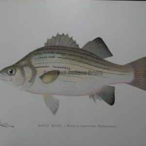 Denton Fish Print White Bass