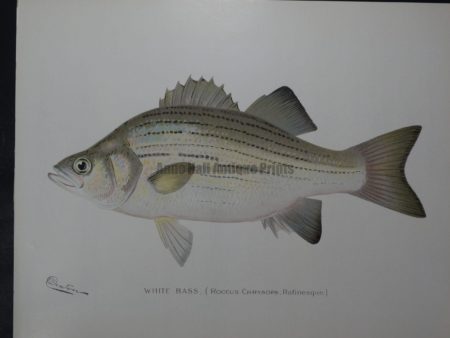Denton Fish Print White Bass