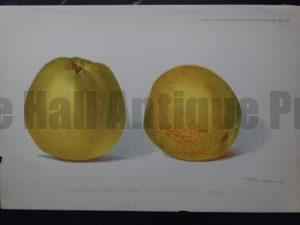 apples artwork antique litho