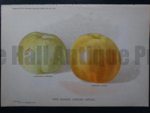 Cooking Apples antique litho