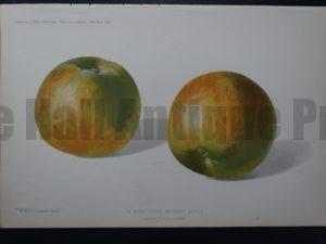 antique breeds of apples