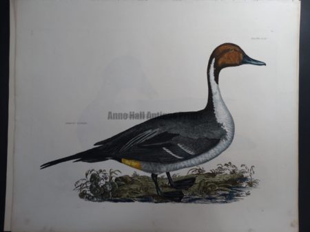 Common Pintail Duck $1500.