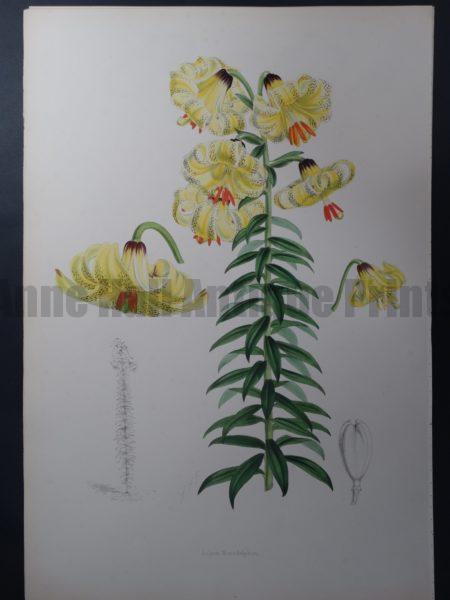 Elwes Genus Lilium Monadelphum $600