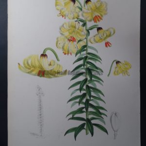 Elwes Genus Lilium Monadelphum $600