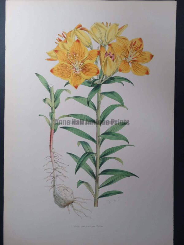 Elwes Lilium Croceum