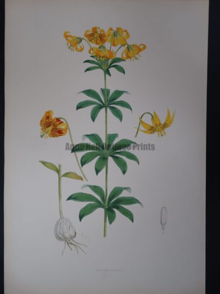 Elwes Genus Lilium Columbianum