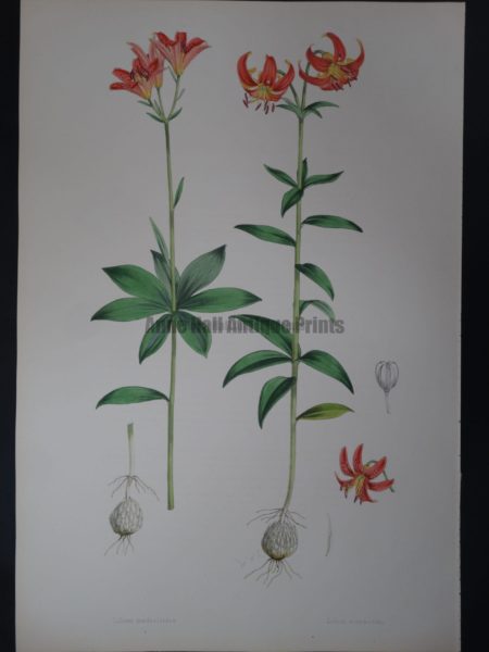 Elwes Genus Lilium Medeoloides is a Large antique lily lithograph.
