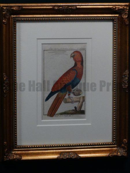 The Mailed Parrot Original 1812 Buffon print in mount 148