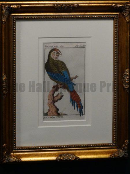 Buffon Green Macaw Parrot FR7. Grune Ara, $225.