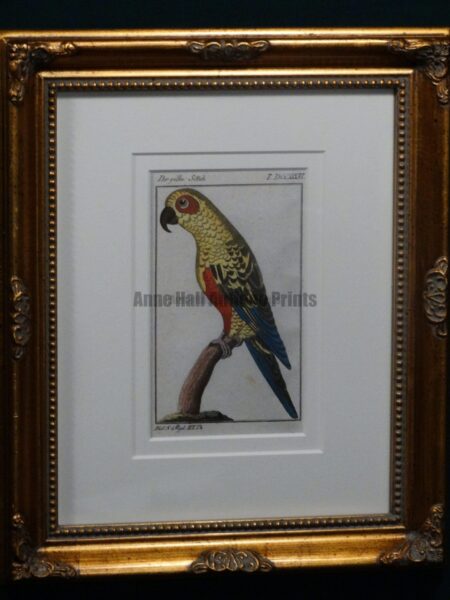 Buffon Yellow Parakeet FR1Gelbe Sittich, $225.