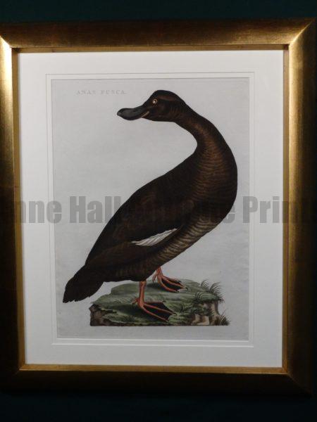 Nozeman Anas Fullica. Coming from Nederlandsche Vogelen, 1770-1829. Exquisite antique engraving with water coloring. The Dutch work of Nozeman, Sepp and Houttyn. Exquisite frame job.