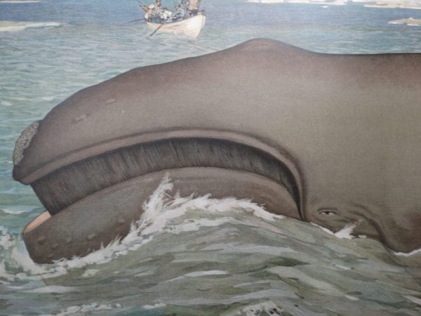 Whales Antique Lithographs, Engravings Shop Now, 18th and 19th century illustrations.