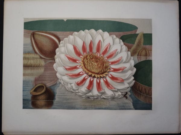 Rare Americana botanical book. American Water Lily Victoria Regia