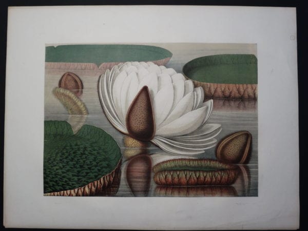 Magnificent 19th century American art lily Bloom Victoria Regia Water Lily