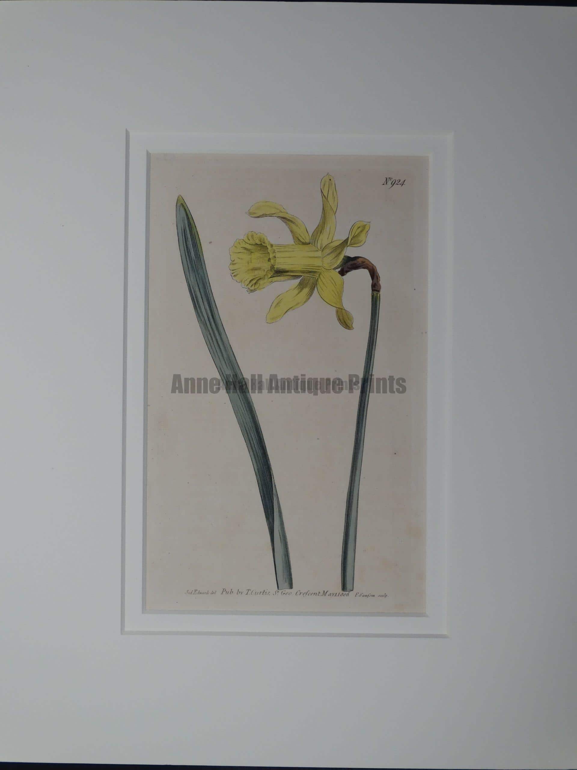 approximately 200 year old watercolor engraving of Daffodil by Curtis, #924