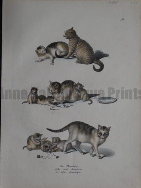 to show the depiction of cats