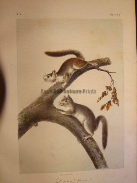 Downy Squirrel. Lockwood edition, original antique lithograph, c.1870, John James Audubon, North American animal.