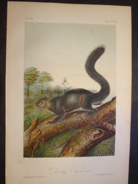 Dusky Squirrel. Lockwood edition, original antique lithograph, c.1870, John James Audubon, North American animal.