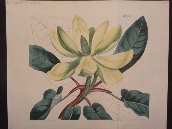 Ear Leaved Magnolia by Curtis, $150.