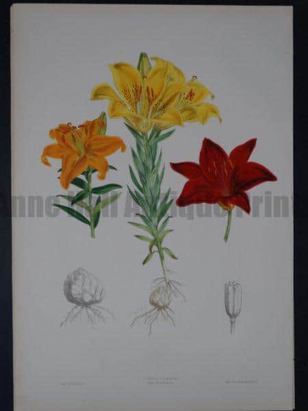 Lilium Monadelphum by Walter Hood Fitch and John Henry Elwes. A Monograph of the Genus Lilium.