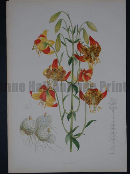 Lilium Monadelphum by Walter Hood Fitch and John Henry Elwes. A Monograph of the Genus Lilium.