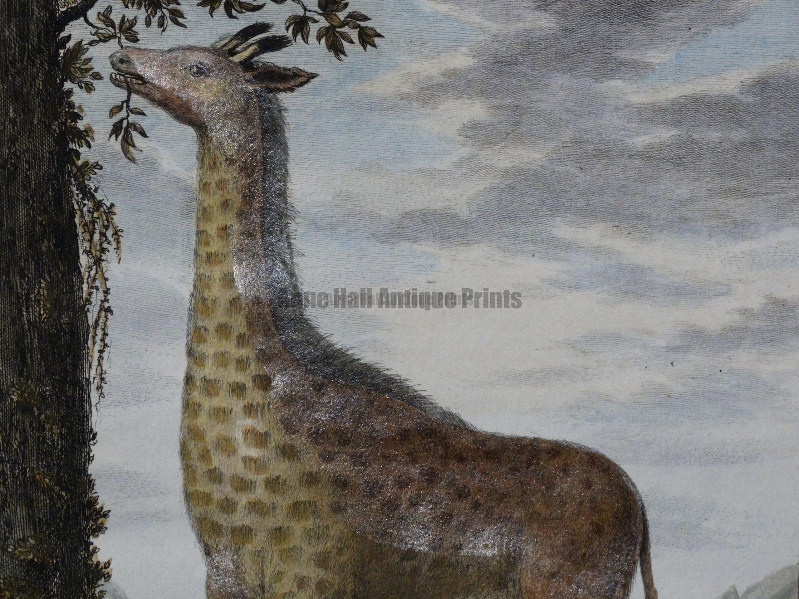 Exotic Species of Animals. Our antique prints engravings and lithographs, are over 100 years old.