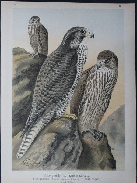 Falco gyrfalco 11