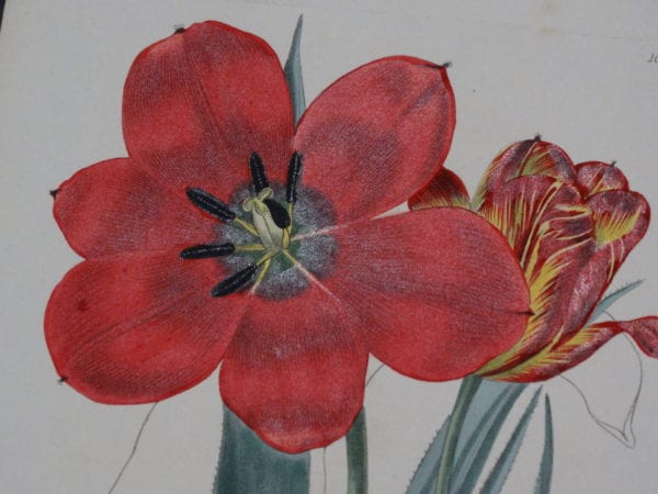 Fancy flowers, including Tulips. This is a 200 year old, hand-colored tulip engraving. It has red petals with black stamens. and 17th century Basilius Besler's Florilegium engravings. All of our fancy flowers, were published  100-400 years ago.