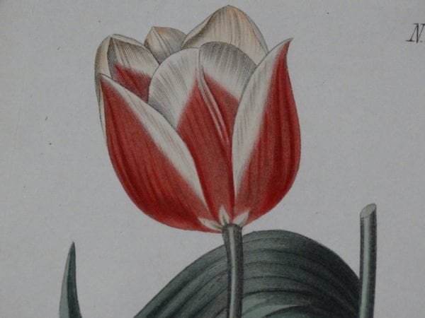 Fancy Flowers Antique lithographs and engravings, over 100 years old. This c.1820 tulips hand-colored engraving published London by Curtis. An example of the, antique tulips prints we offer for sale.