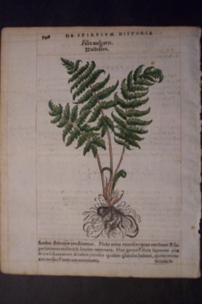 Filixuulgaris, 1560. $60.