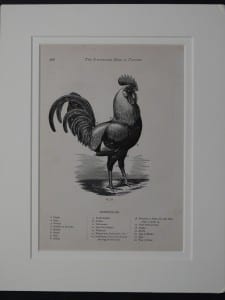 Matted Chicken Diagram, c.1880. $85.