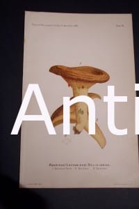 Mushrooms print USDA Agaricus Deliciosus