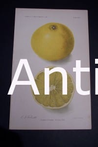 Fruit USDA Coleman Citrange an original American lithograph from 1906.