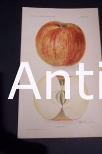 Fruit USDA Ensee Apple