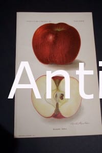 Fruit USDA Kinnard Apple