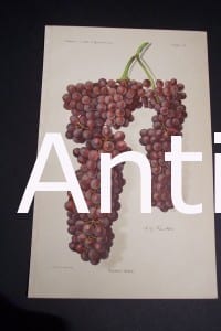 beautiful antique Fruit lithograph published by the USDA of purple Panariti Grapes