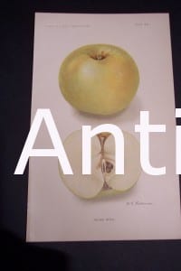 Fruits Vegetables antique lithograph published by the of USDA Patten Apple (green)